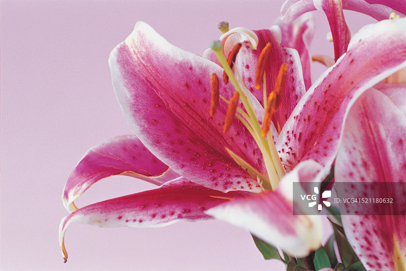 香水百合图片素材