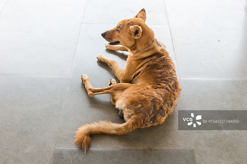 背部脱毛的狗的特写镜头图片素材