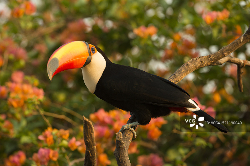 体罚巨嘴鸟图片素材