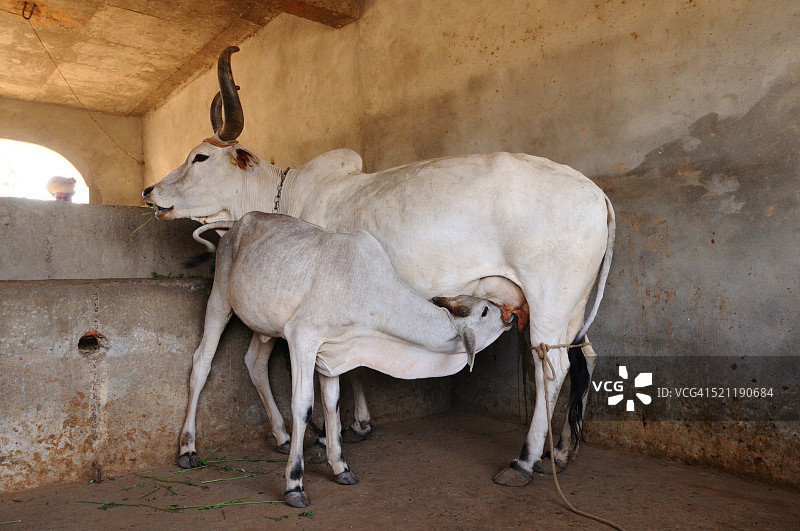 母牛喂小牛，印度古吉拉特邦库奇图片素材
