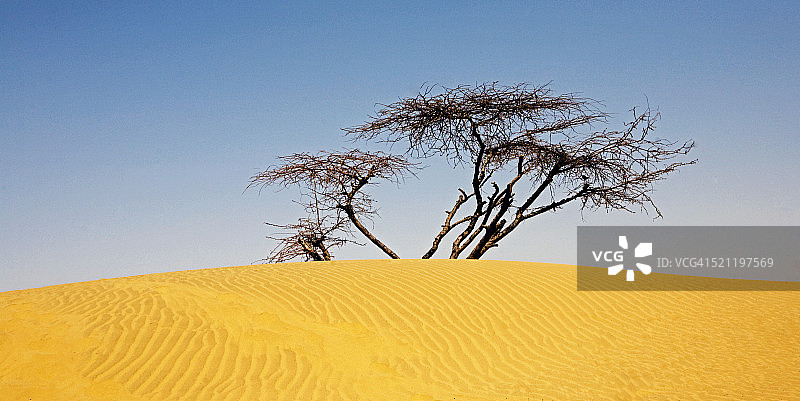 拉贾斯坦邦沙漠中的一棵树图片素材