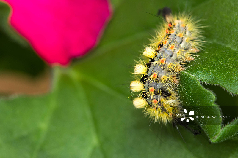 饥饿的毛毛虫图片素材