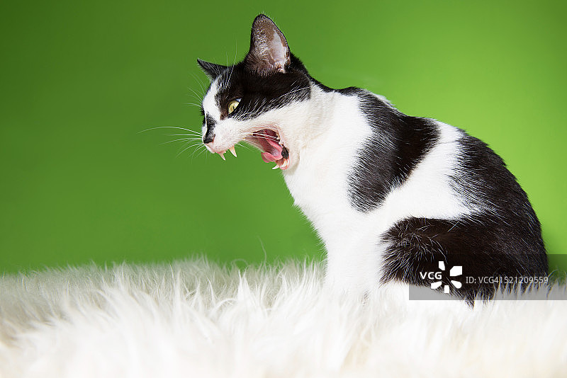 张开嘴的凶猛猫图片素材