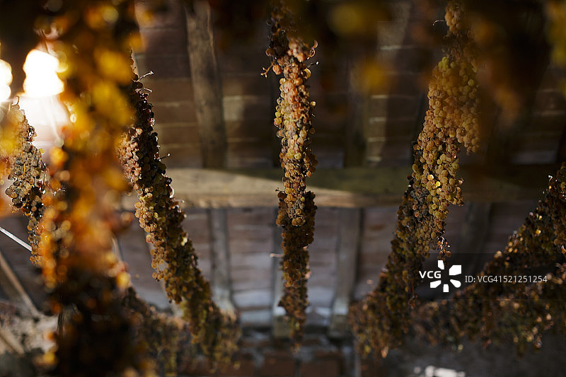 葡萄干图片素材