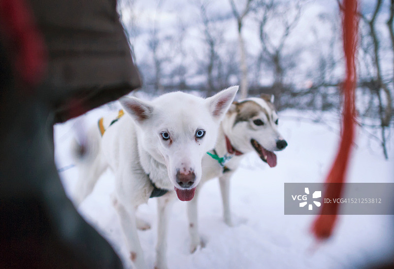 在挪威体验狗拉雪橇图片素材