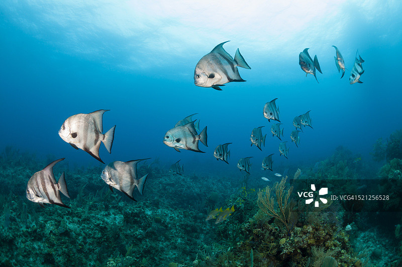 大西洋燕鱼图片素材