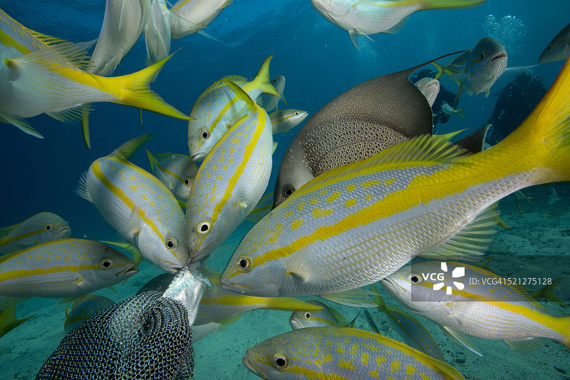 手喂咸水鱼图片素材