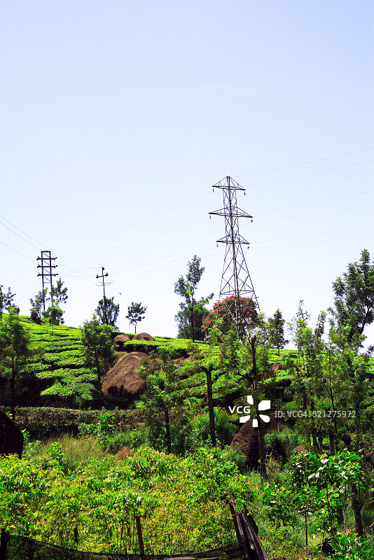 印度喀拉拉邦蒙纳茶园图片素材