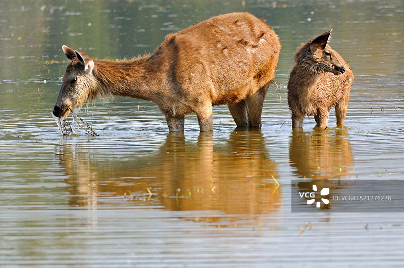 印度拉贾斯坦邦伦滕波尔国家公园湖中吃草的雌性黑鹿图片素材