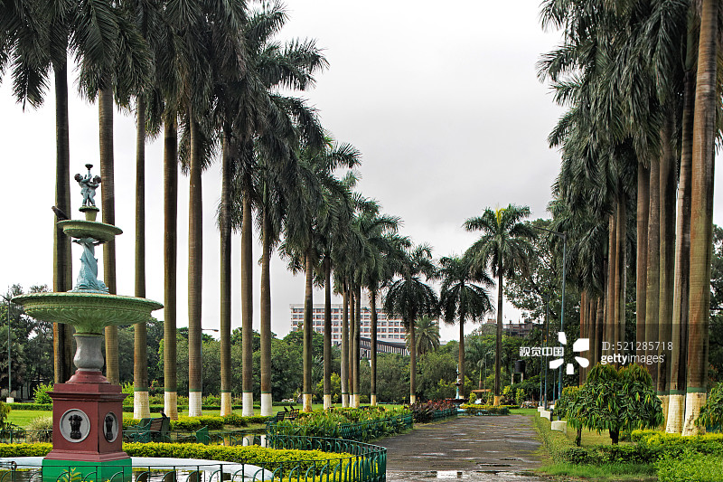 加尔各答伊甸园棕榈树大道，印度西孟加拉邦图片素材