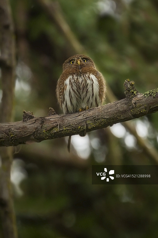北部侏儒猫头鹰图片素材