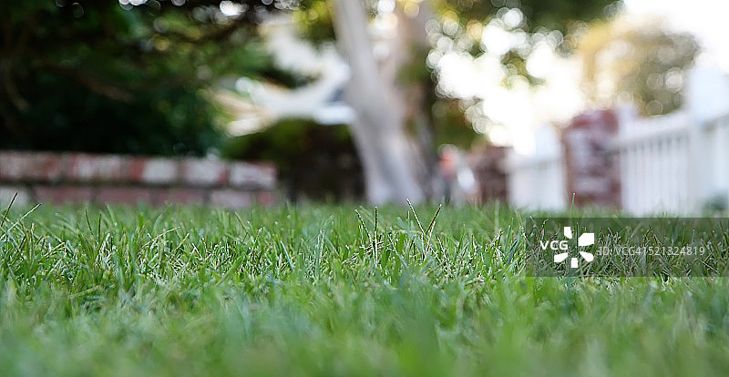 草地特写图片素材