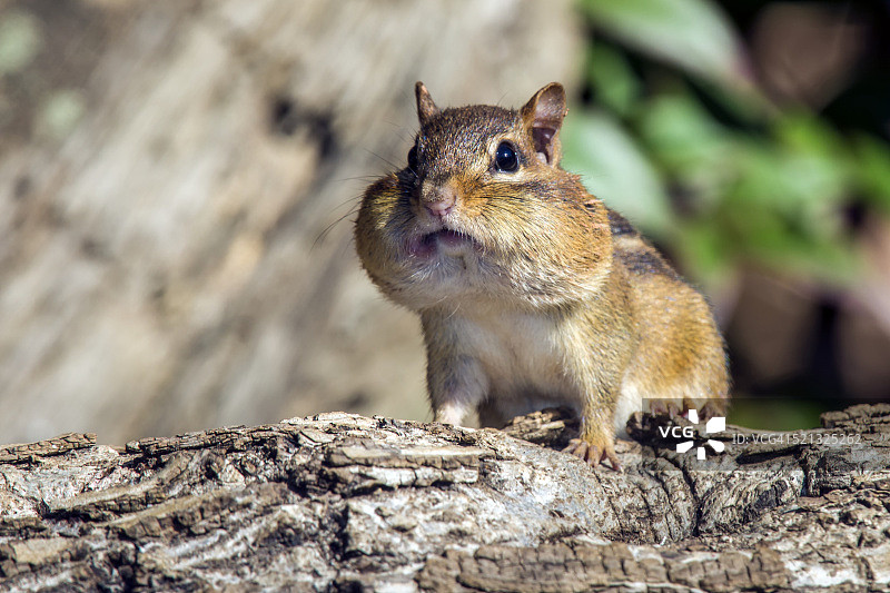 东花栗鼠图片素材