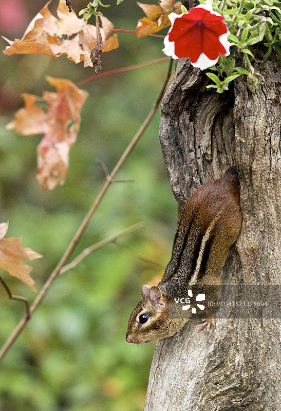 东花栗鼠图片素材