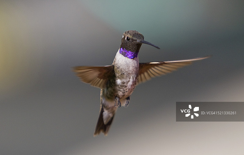 黑颏蜂鸟图片素材