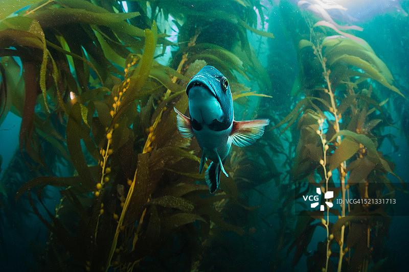 加州绵羊鱼图片素材