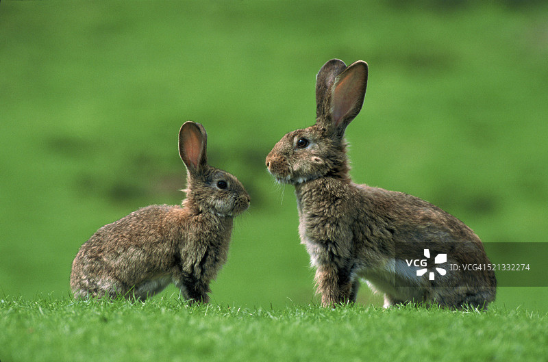 草地上的两只野兔图片素材