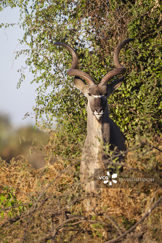 大角斑羚图片素材