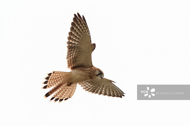 红隼在长礁捕猎图片素材