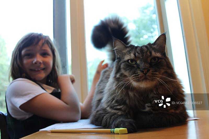与猫咪一起写作业图片素材