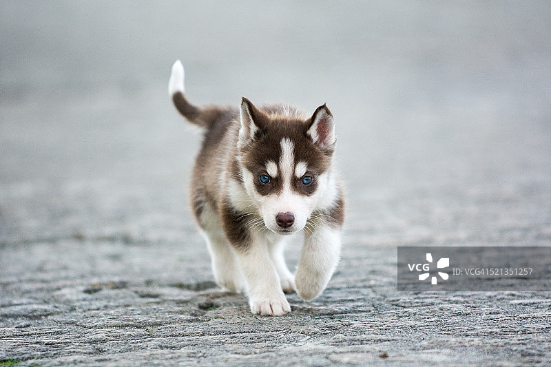 西伯利亚哈士奇幼犬图片素材