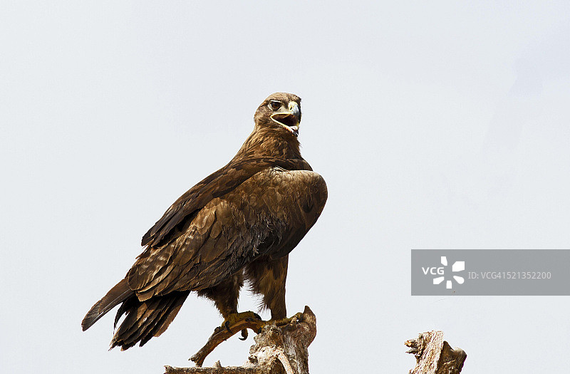 印度拉贾斯坦邦比卡内尔的草原雕图片素材