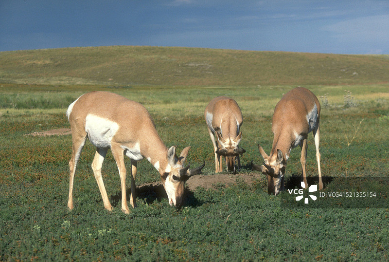 吃草的叉角羚三人组图片素材