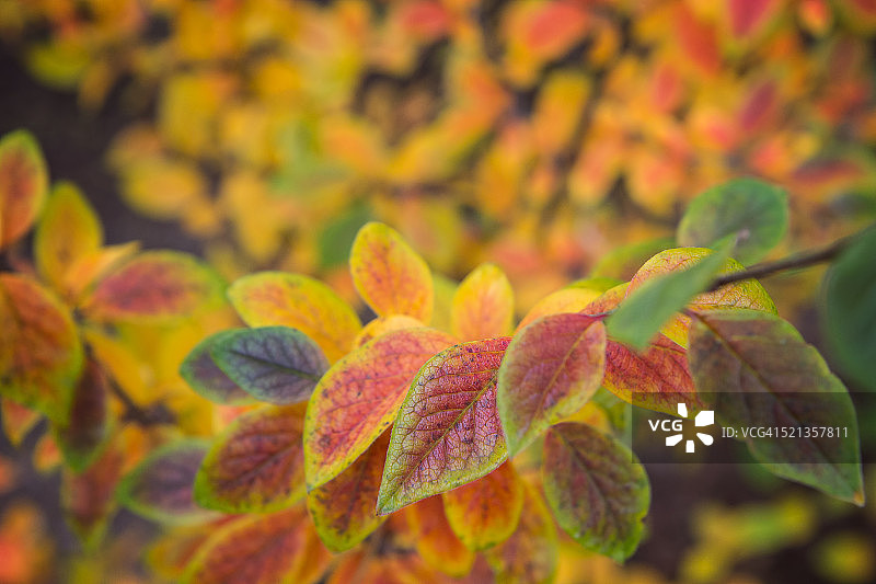 秋色中的亮叶栒子树叶图片素材