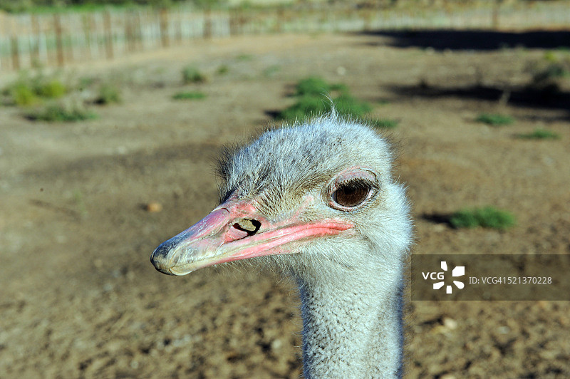 南非鸵鸟园图片素材