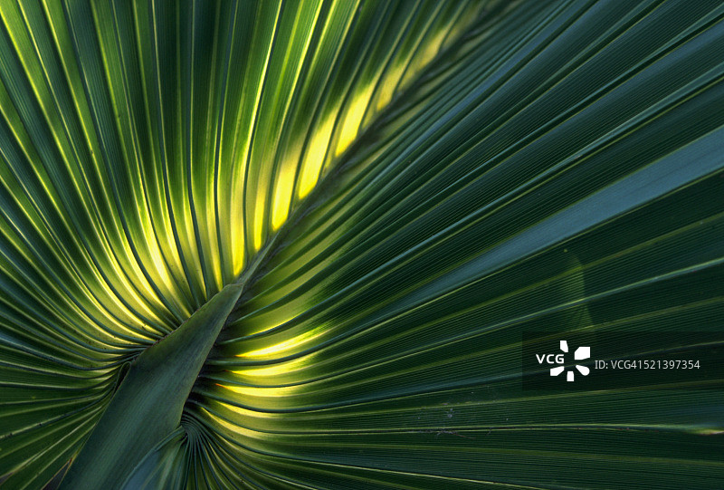 锯棕榈图片素材