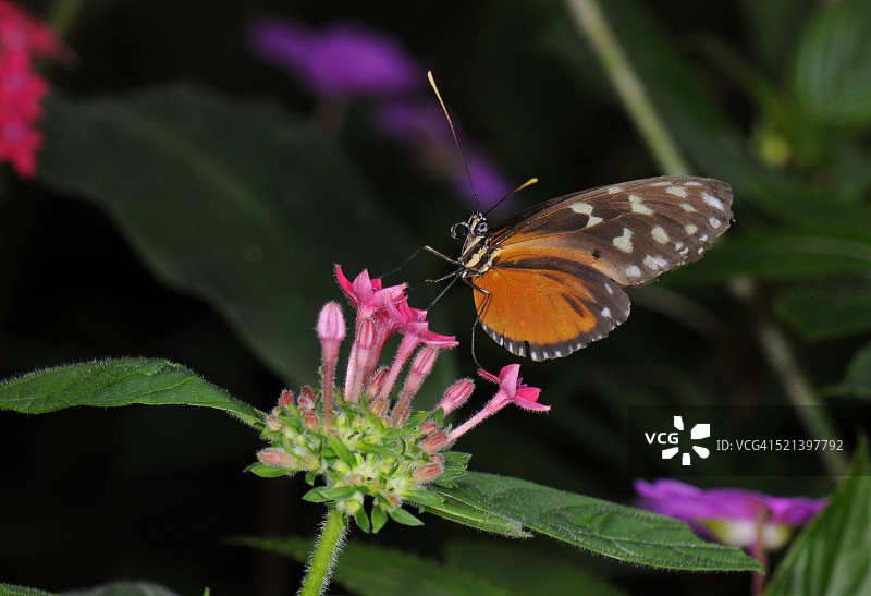 虎斑长翅蝶图片素材