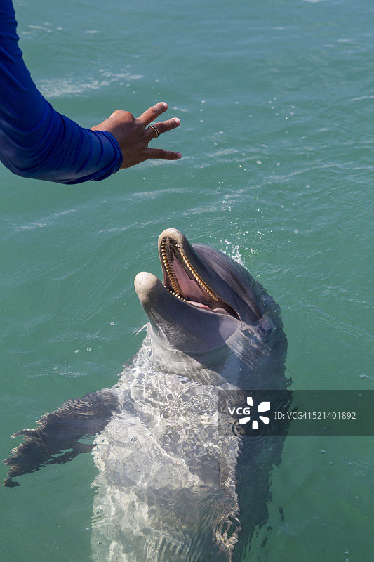 宽吻海豚与驯兽员互动图片素材