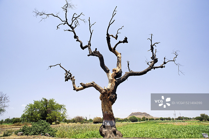 印度马哈拉施特拉邦浦那的枯树图片素材