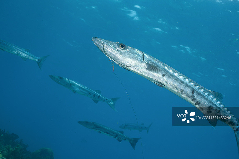 海狼鱼图片素材