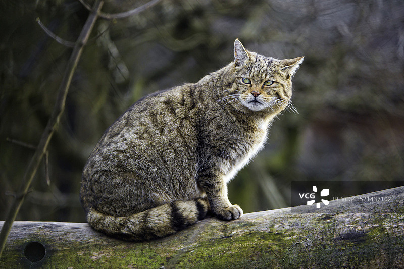 树枝上的野猫图片素材