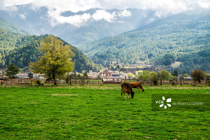 不丹邦塘的农田图片素材
