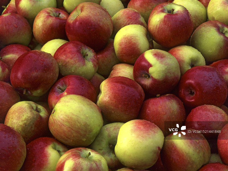 麦金托什苹果图片素材