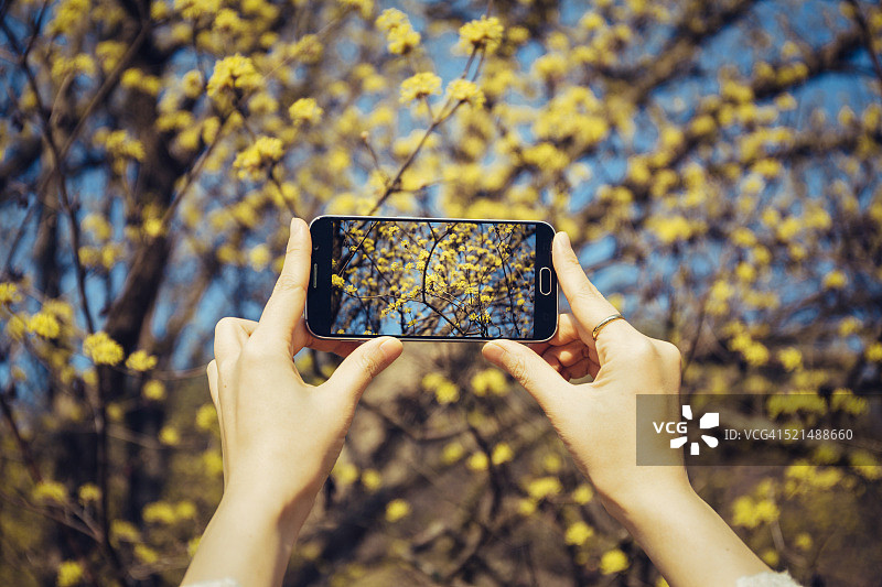 义城郡的春天图片素材