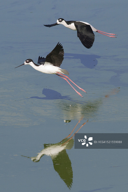两只黑颈长脚鹬降落图片素材
