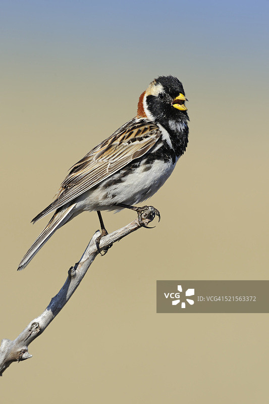 拉普兰鹀图片素材