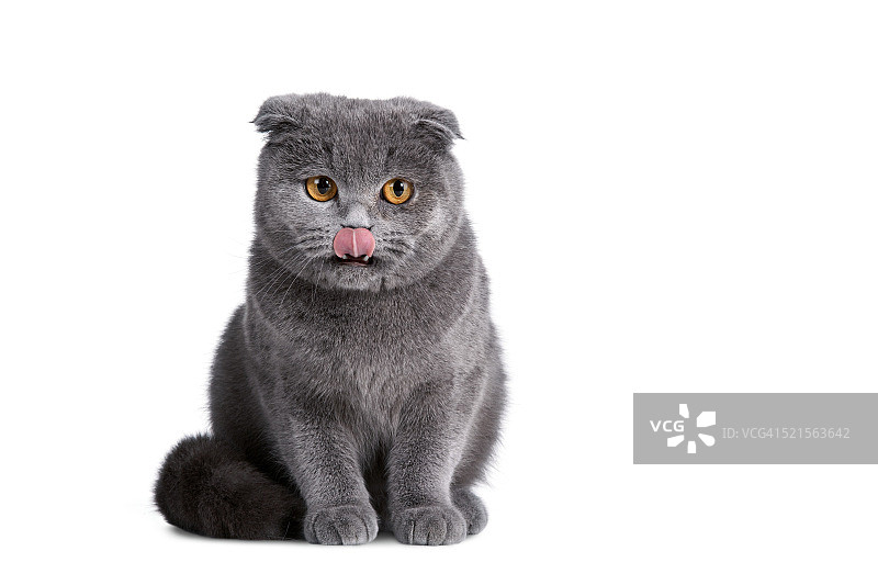 苏格兰折耳猫图片素材