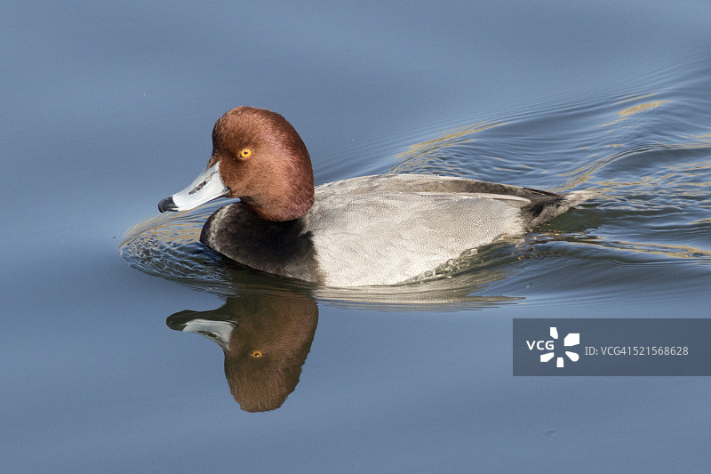 红头鸭图片素材