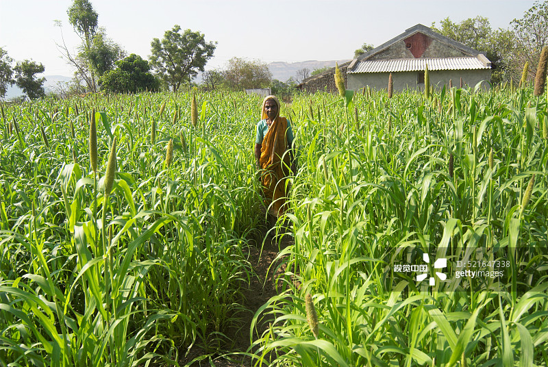 在印度马哈拉施特拉邦浦那区 Dimba 村，一位女农民走在她的珍珠粟田中图片素材