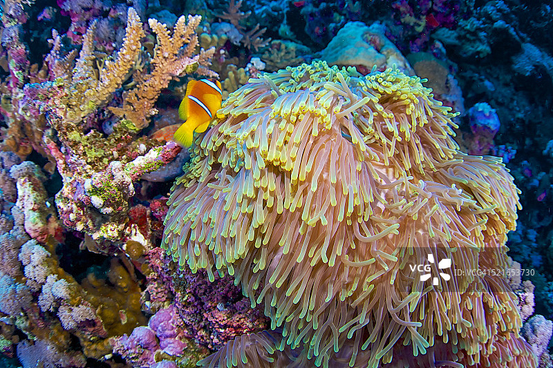 双带小丑鱼图片素材