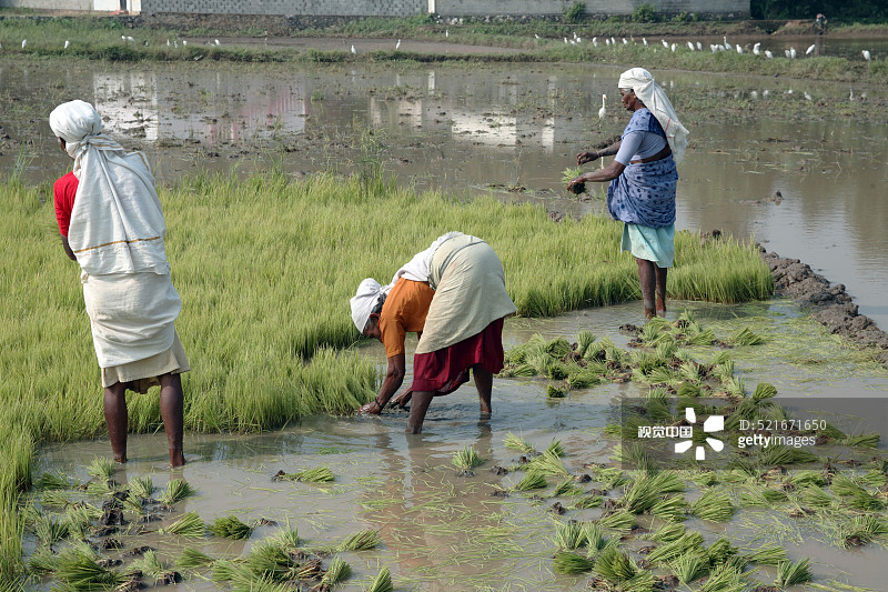 在印度喀拉拉邦稻田中工作的工人图片素材