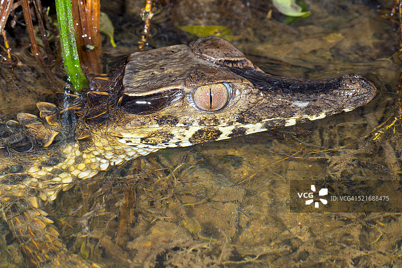 侏儒凯门鳄图片素材