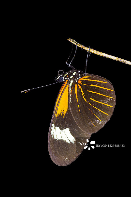 邮差蝴蝶（Heliconidae科）图片素材