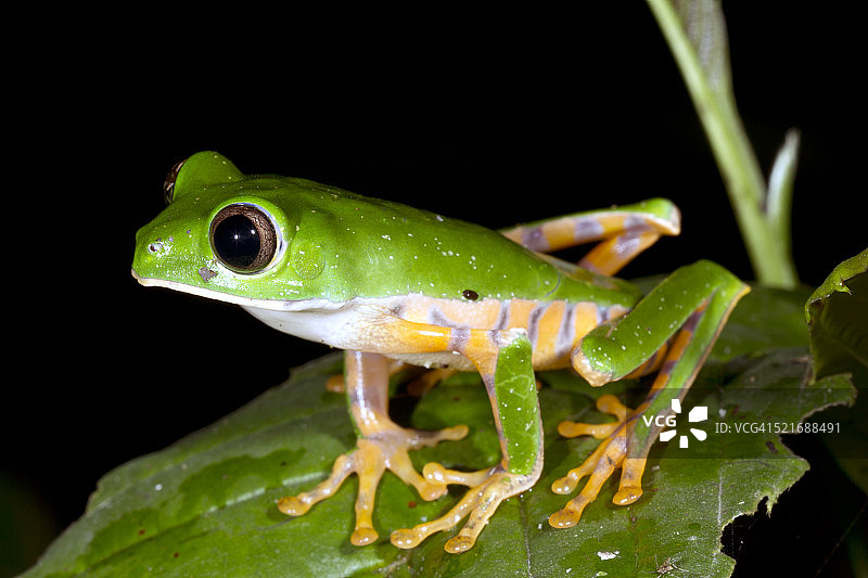 虎纹猴蛙图片素材