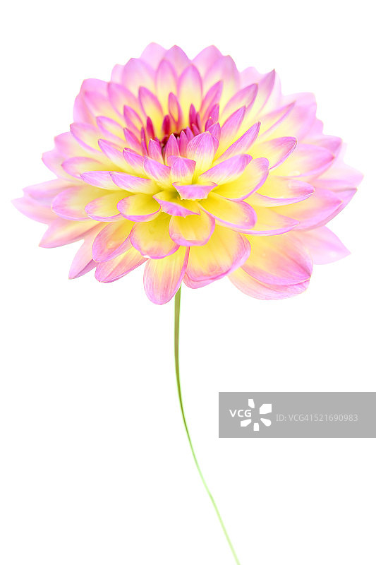 吉普赛少女图片素材