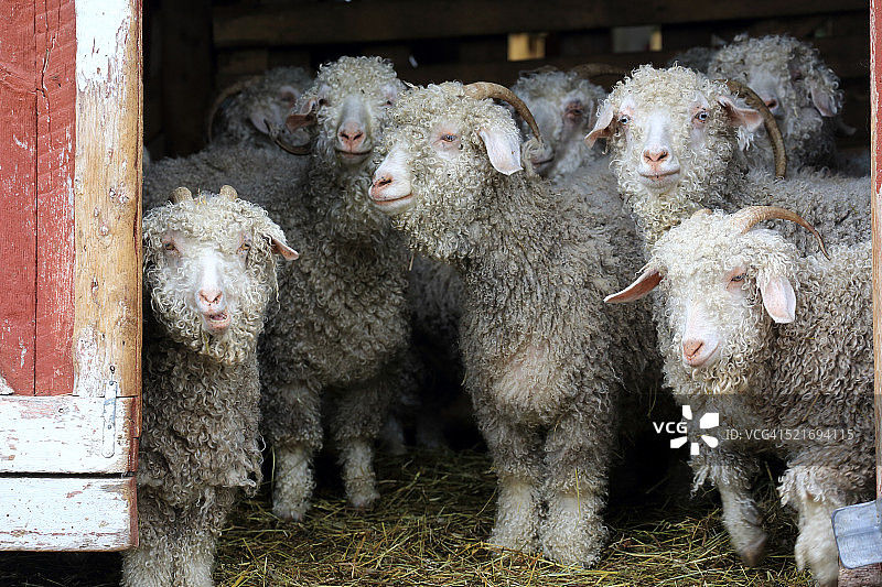 当地农场里的安哥拉山羊图片素材
